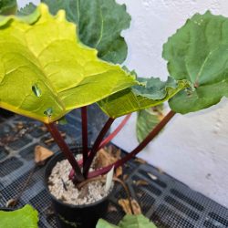 Best of the Best rhubarb - 1 gallon
