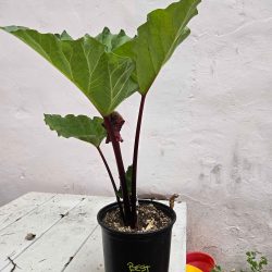 Best of the Best rhubarb - 1 gallon