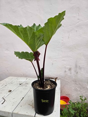 Best of the Best rhubarb - 1 gallon