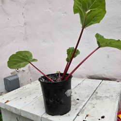 Success rhubarb - 1 gallon