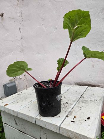 Success rhubarb - 1 gallon