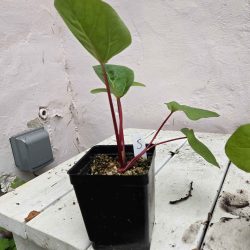 Success rhubarb - 5"
