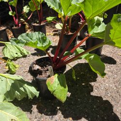 Tina's Noble rhubarb  - 1 gallon