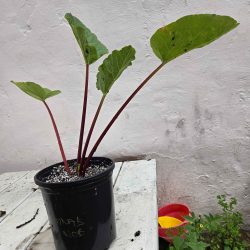 Tina's Noble rhubarb  - 1 gallon