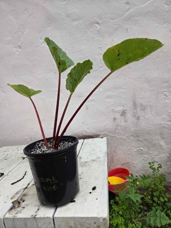 Tina's Noble rhubarb  - 1 gallon