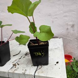 Tina's Noble rhubarb - 5"
