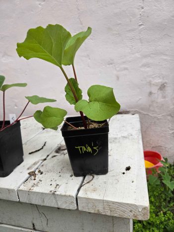 Tina's Noble rhubarb - 5"