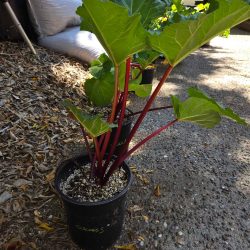 Success rhubarb - 1 gallon